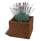 Cortenstaal plantenbak Miami 50 x 50 cm