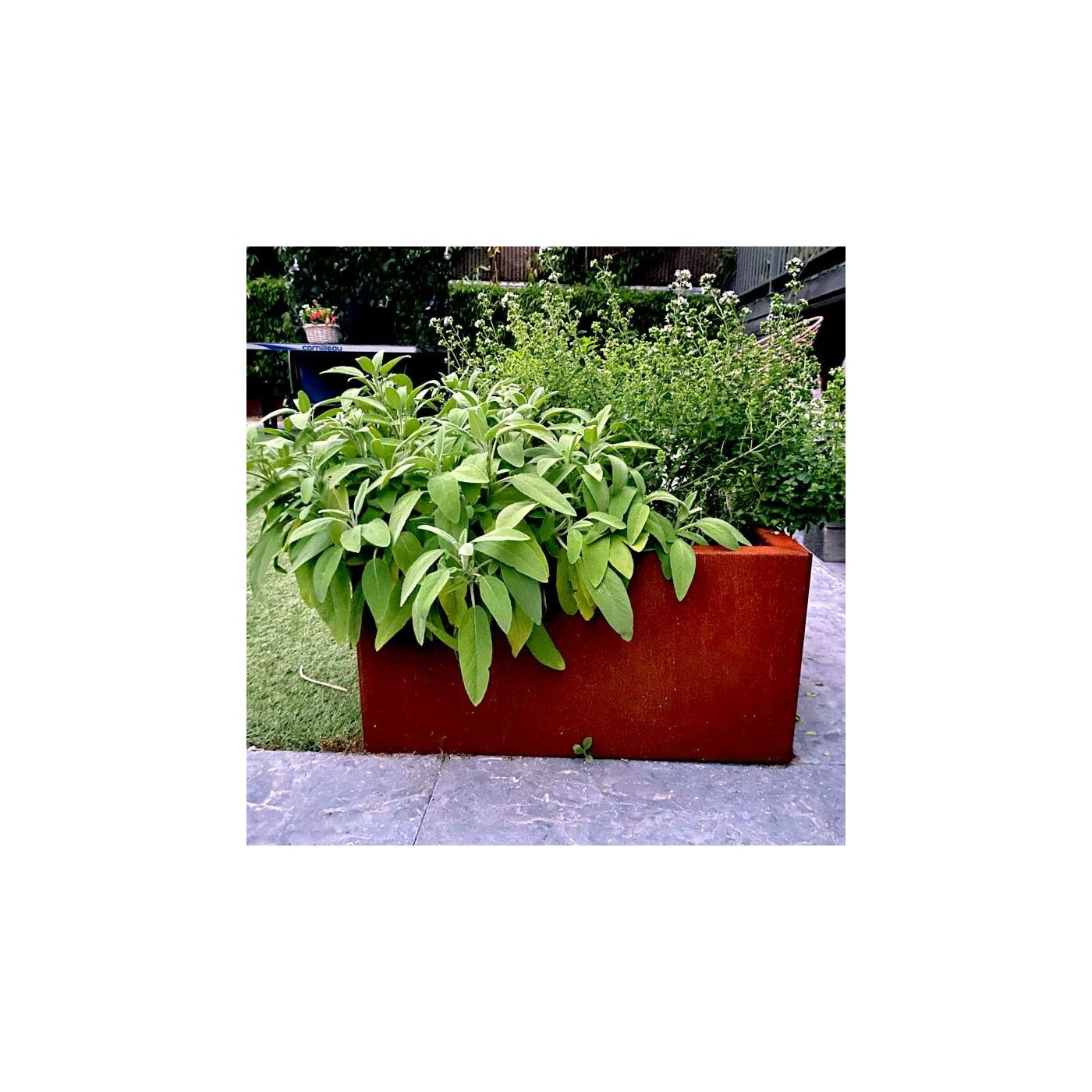 Cortenstaal plantenbak Texas 50 x 60 cm